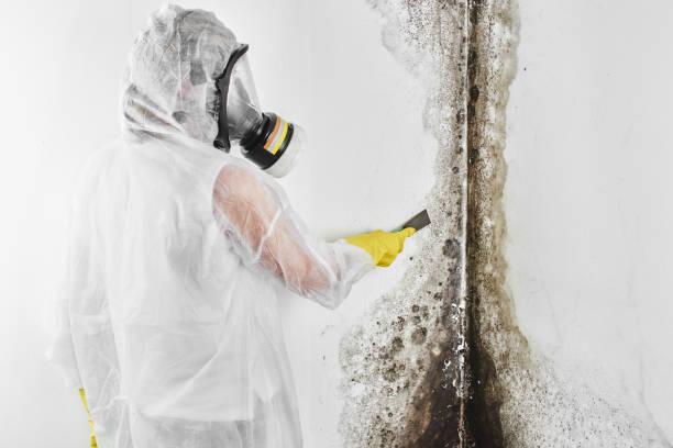 Trusted Central Square, NY Mold Removal Experts