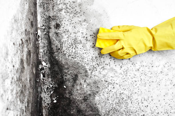 Best Mold Remediation  in Central Square, NY