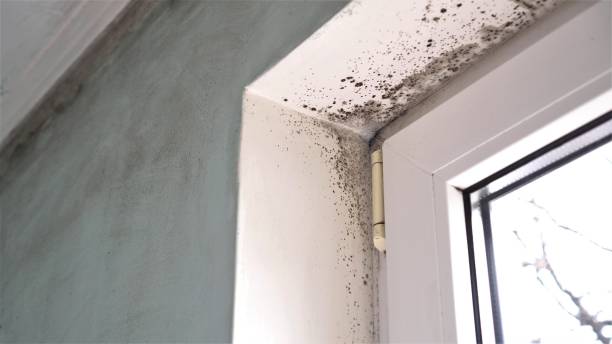 Best Fast Mold Removal  in Central Square, NY