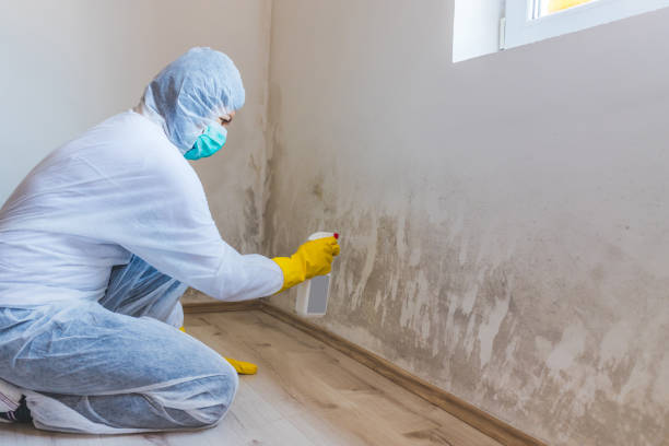 Best Attic Mold Removal  in Central Square, NY