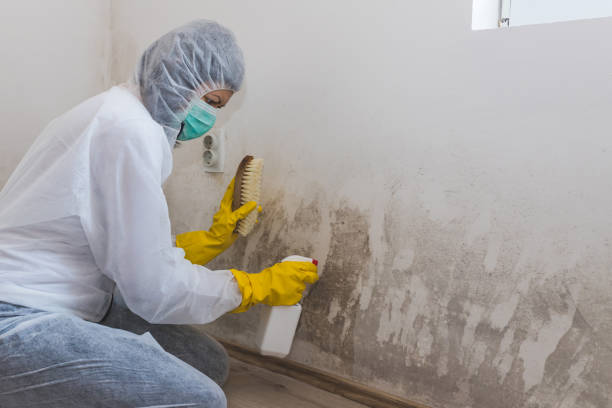 Best Best Mold Removal Companies  in Central Square, NY