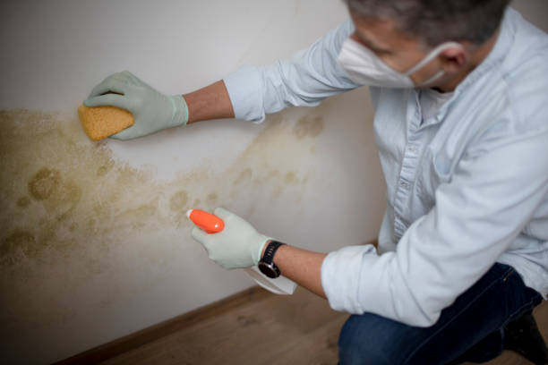 Best Mold Removal Near Me  in Central Square, NY