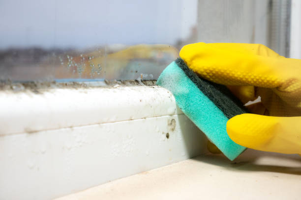 Best Black Mold Removal  in Central Square, NY