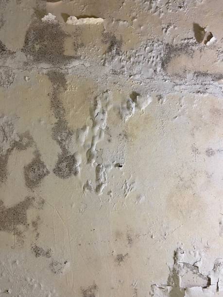 Central Square, NY Mold Removal Company