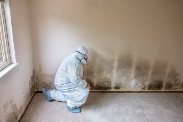 Best Fast Mold Removal  in Central Square, NY