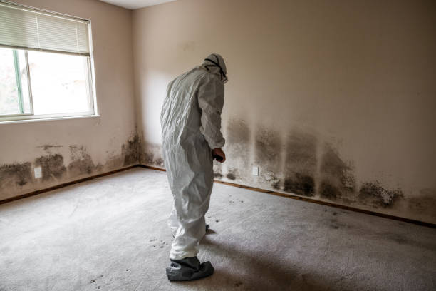 Mold Testing and Removal in Central Square, NY