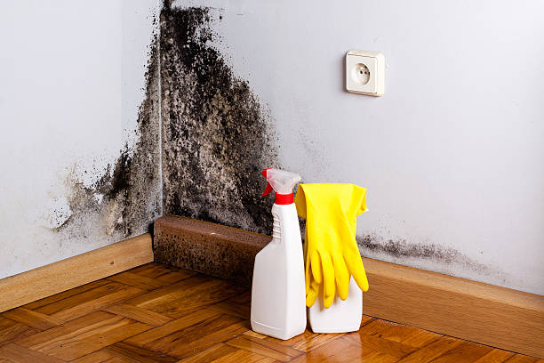 Best Home Mold Removal  in Central Square, NY