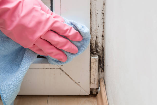 Best Commercial Mold Removal  in Central Square, NY